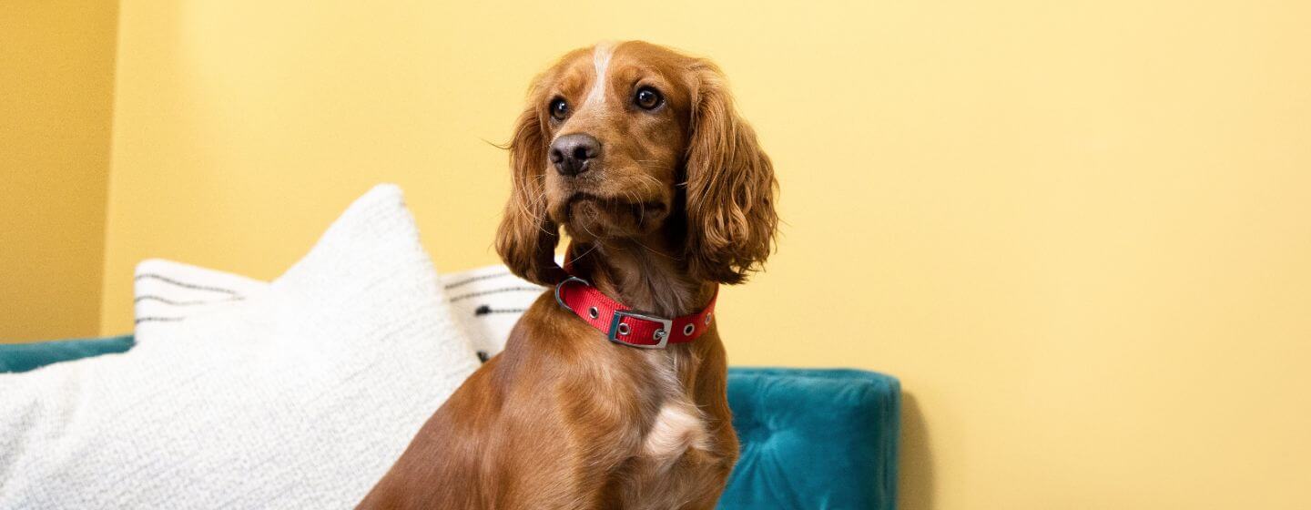 Brown Spaniel with red collar in front of yellow wall.
