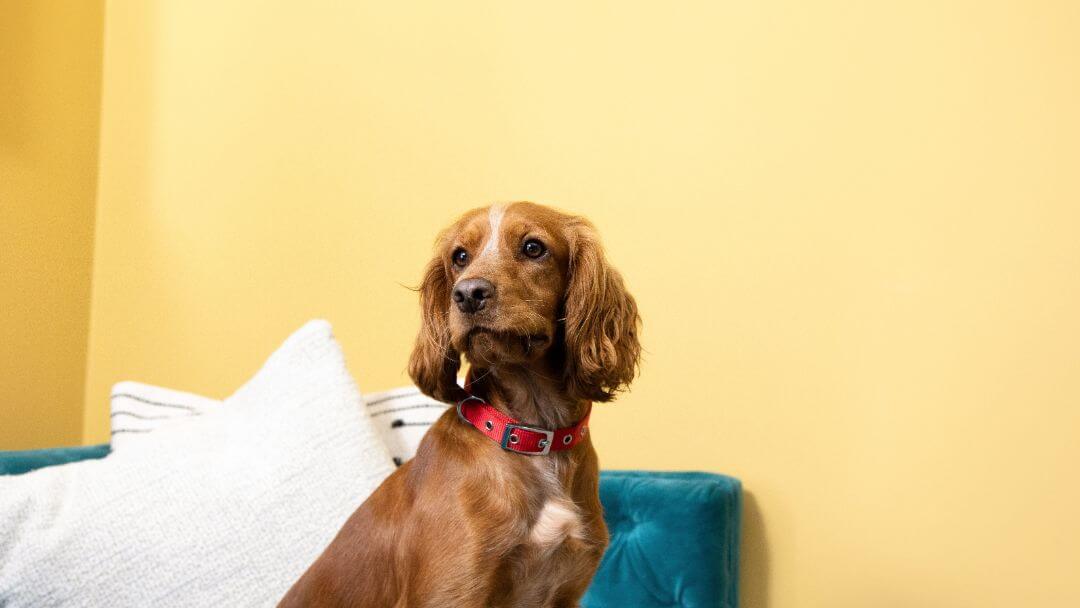 Brown Spaniel with red collar in front of yellow wall.