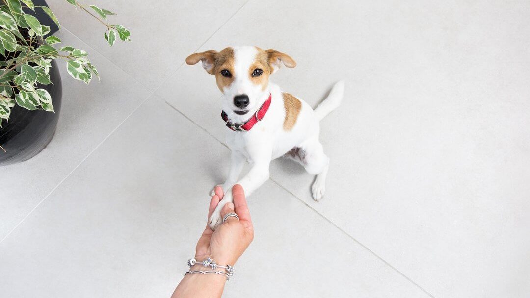 How to Train Your Dog to Ignore Other Dogs: 6 Top Tips | Purina How To Train Your Dog To Ignore Other Dogs: 6 Top Tips | Purina