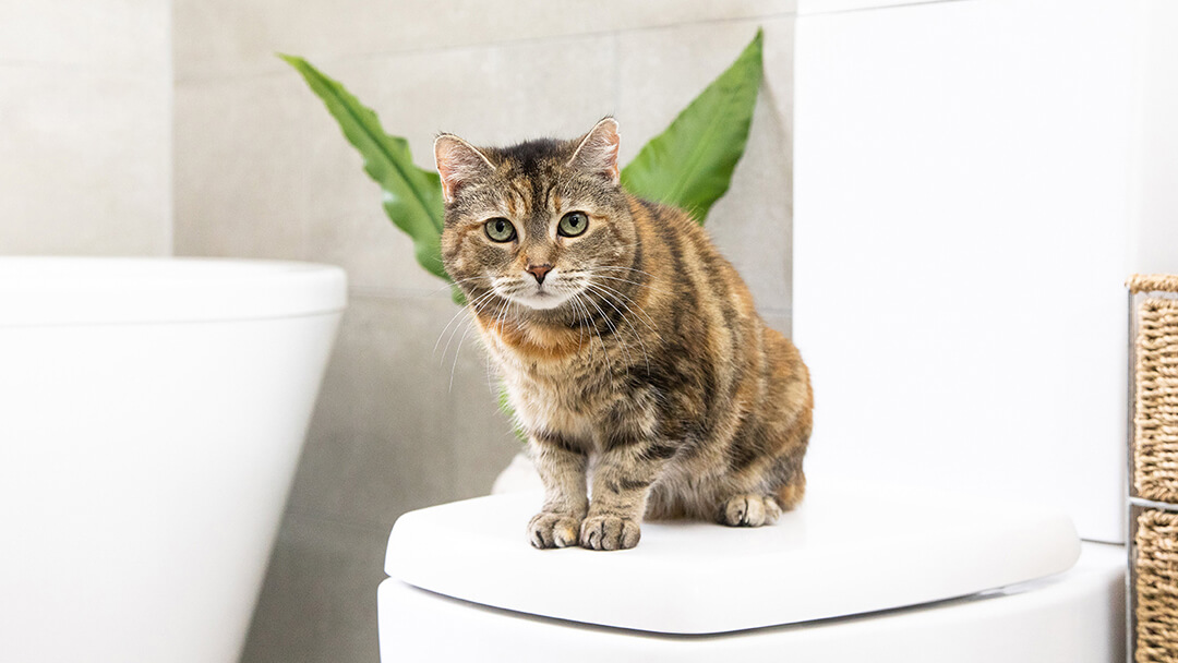 Here's All You Need to Know About Bathing Cats