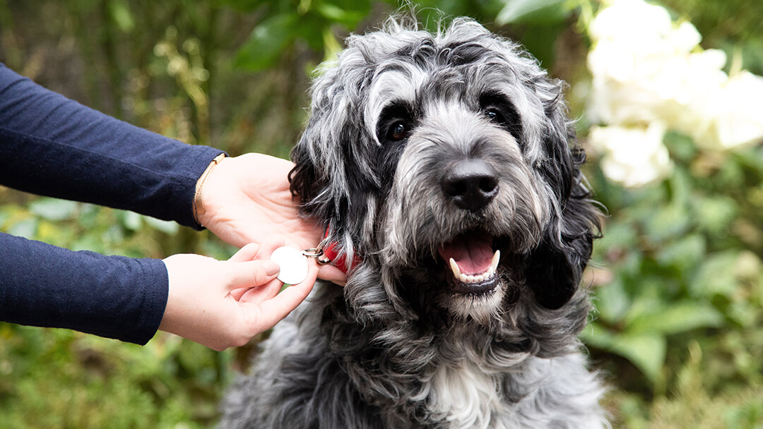 do dogs increase happiness