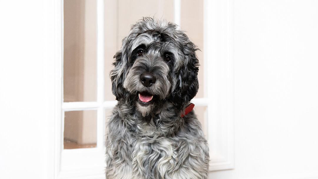 why do puppy paws turn black