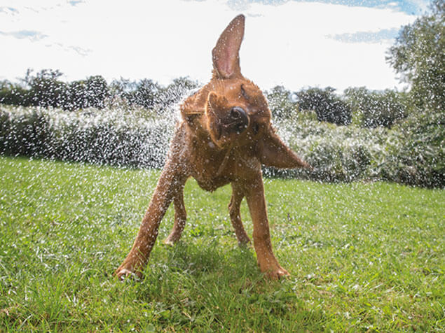 Beta dog
