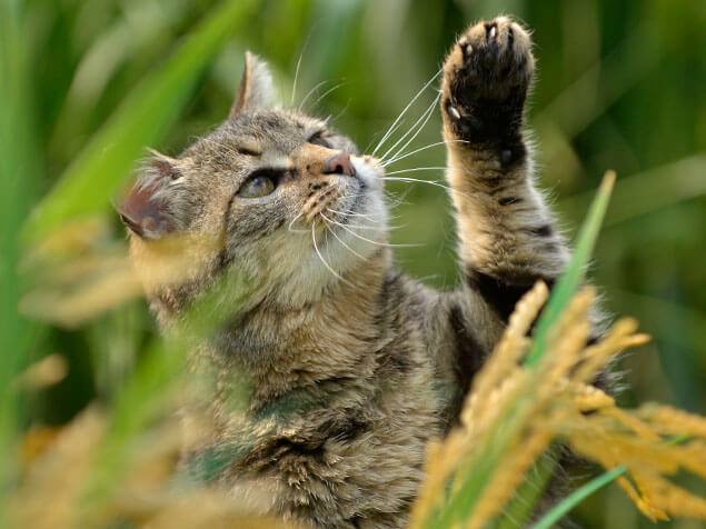 Beyond tabby cat