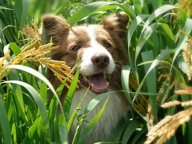 Beyond dog