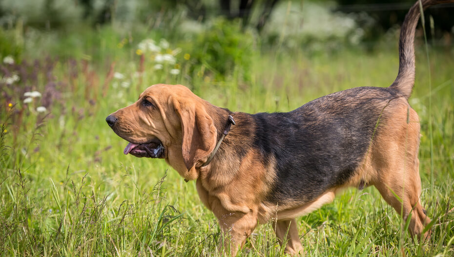 Bloodhound Dog Breed Information Purina