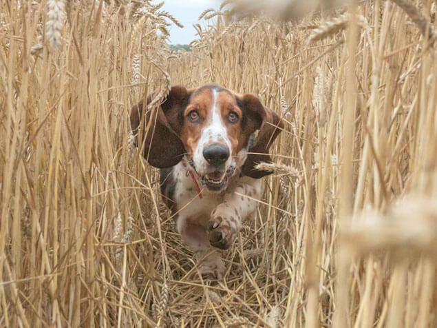 Bonio dog