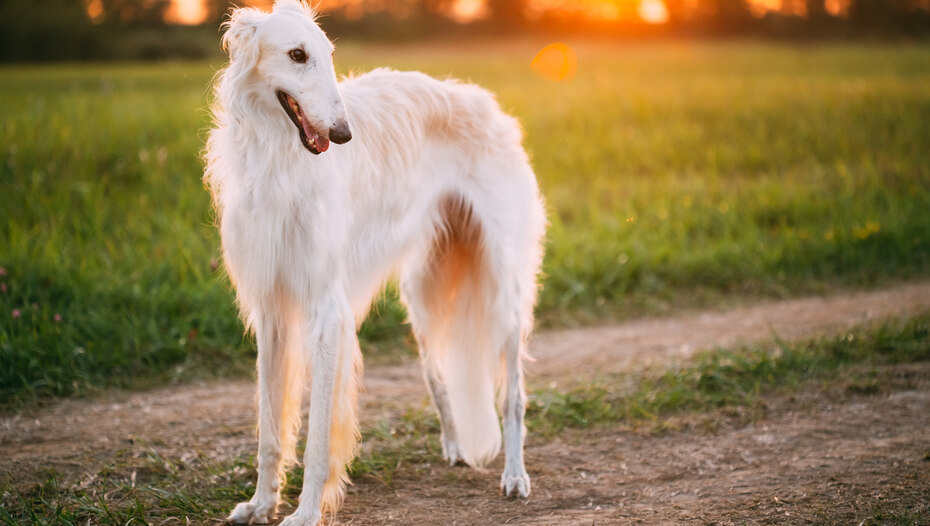Borzoi Dog Breed Information Purina