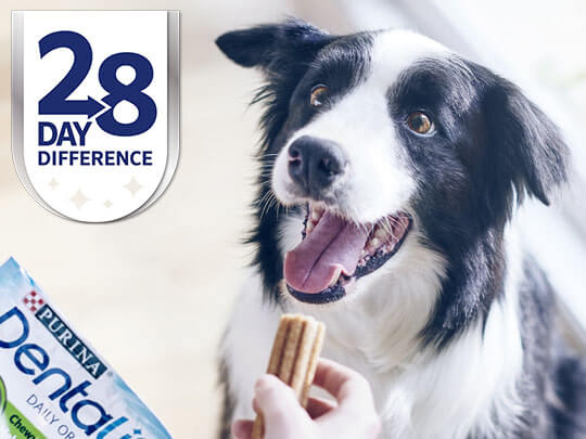 Collie waiting to be given a Dentalife stick - 28 day difference