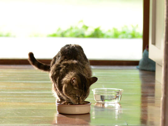 Cat eating a bowl of Beyond