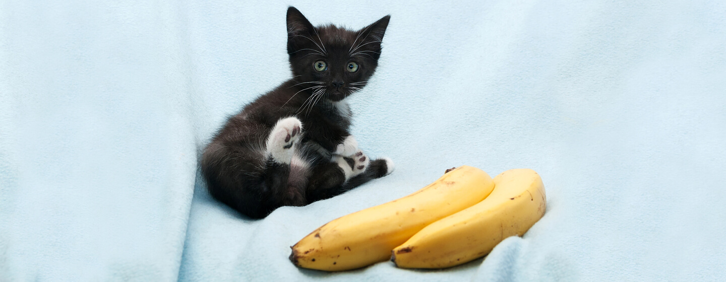 Can Cats Eat Bananas Read Before You Feed Purina