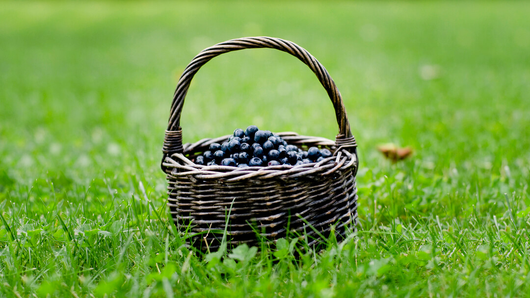 can dogs eat whole blueberries