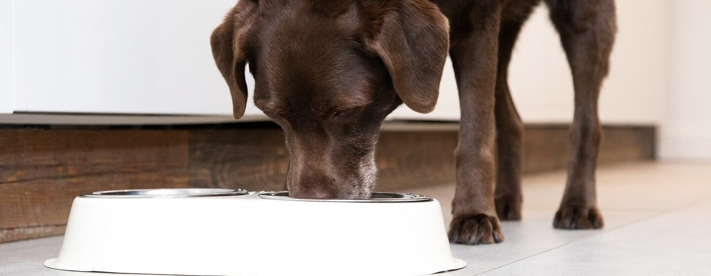 how to train dogs to eat together