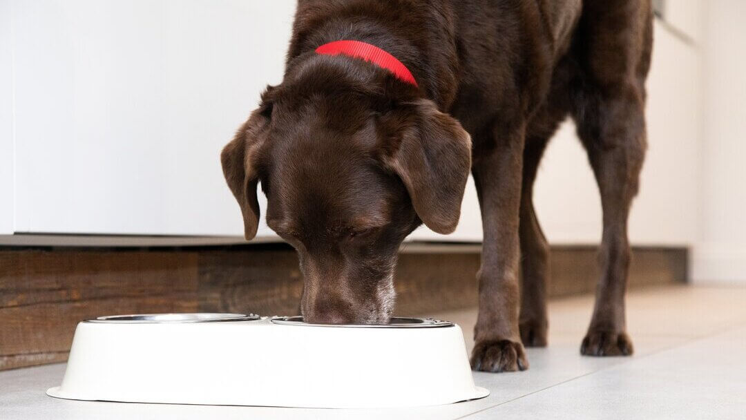 Can Dogs Eat Bread? Read Before You Feed | Purina