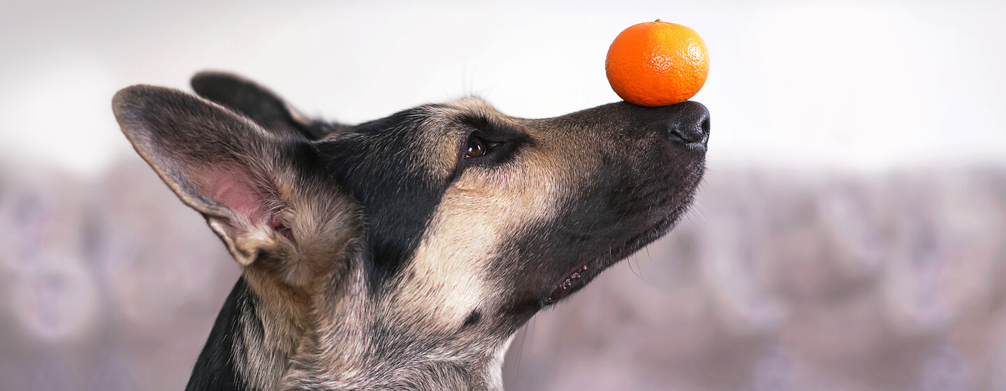 is orange juice good for dogs