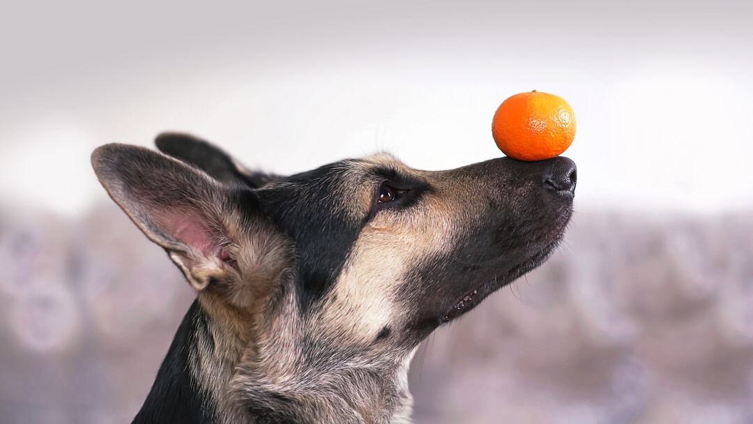 are dogs allowed to eat watermelon