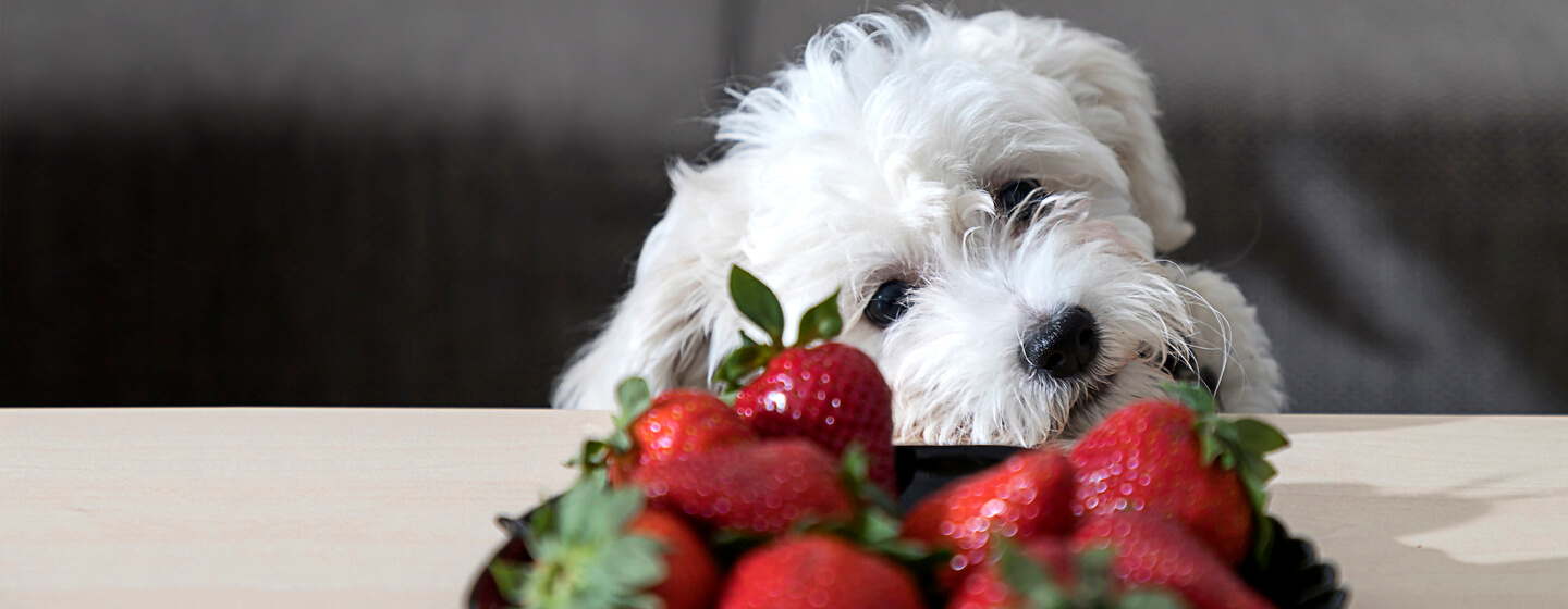 Can Dogs Eat Strawberries Read Before You Feed Purina