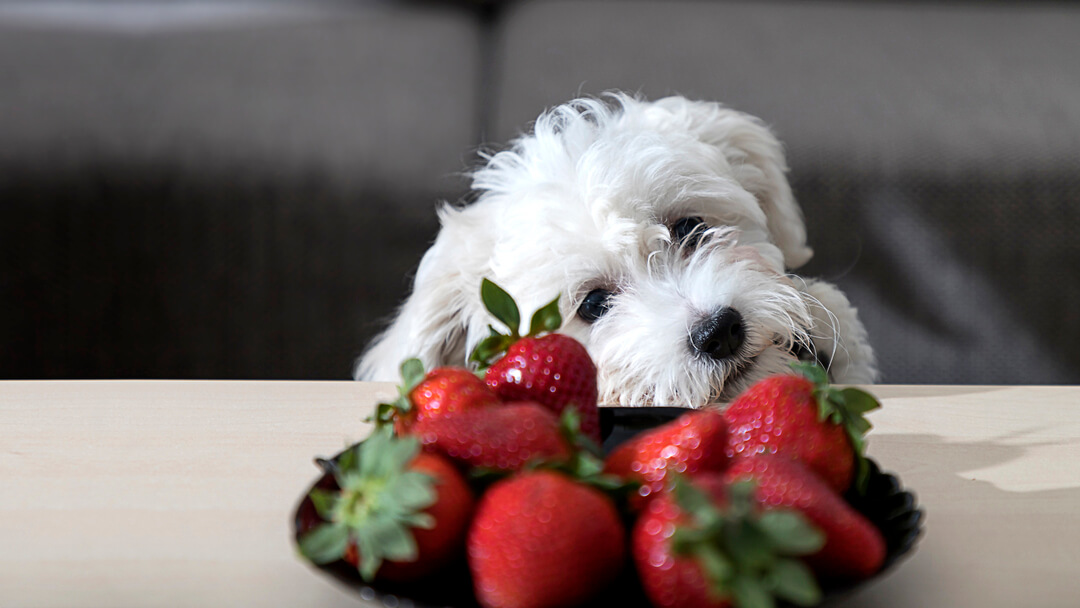 can dogs eat strawberries or bananas