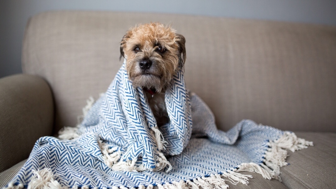 can humans get sick from dog flu