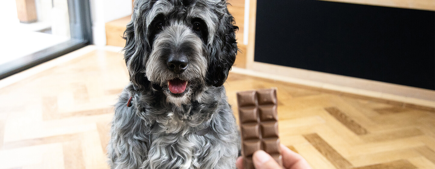 will a dog get sick from eating chocolate