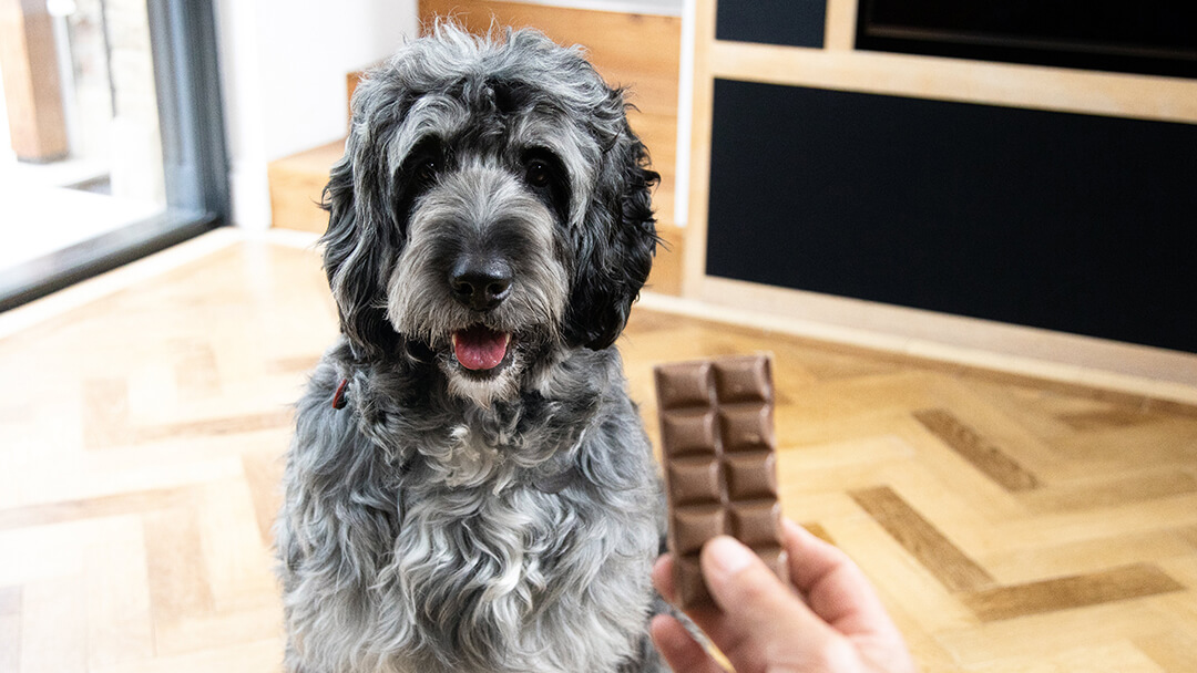 Chocolate made for dogs discount