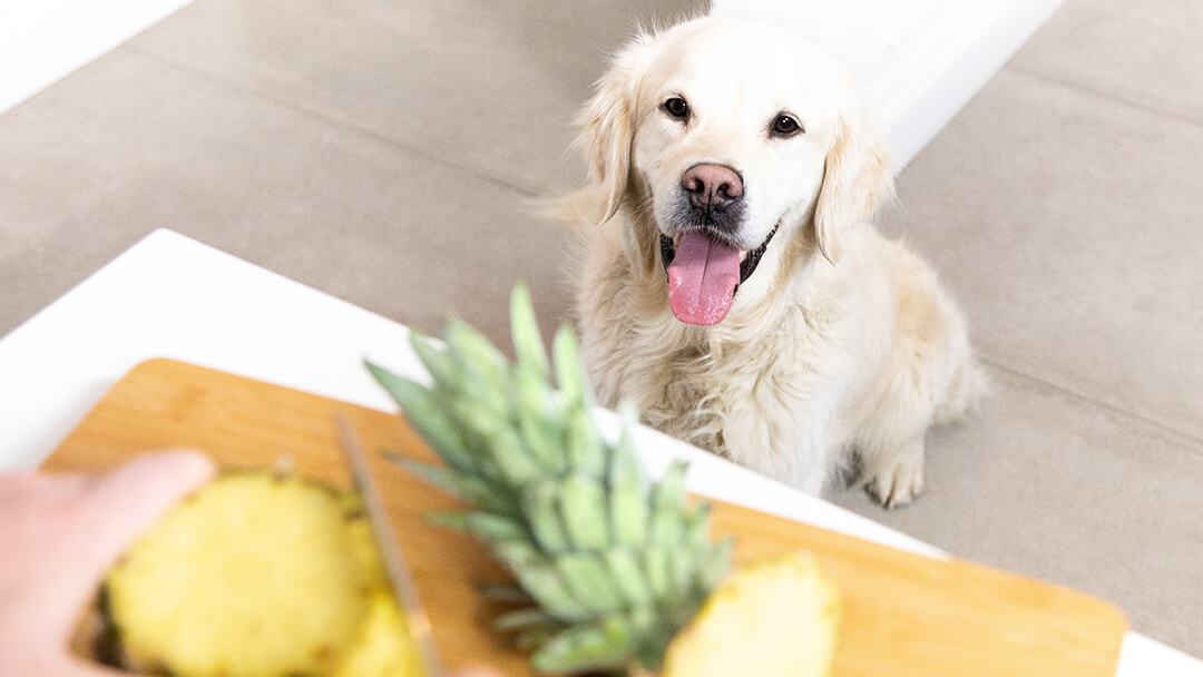 Can Dogs Eat PineappleTEASER