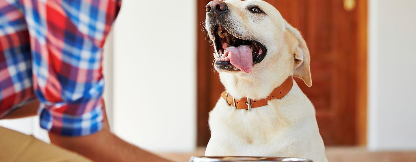Revealed: Can Dogs Laugh & Smile? | Purina