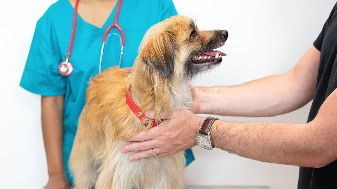 can cancer patients have dogs