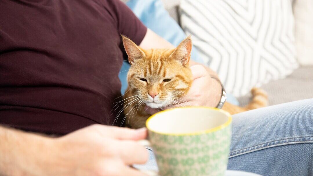 Ginger cat on owner's lap.