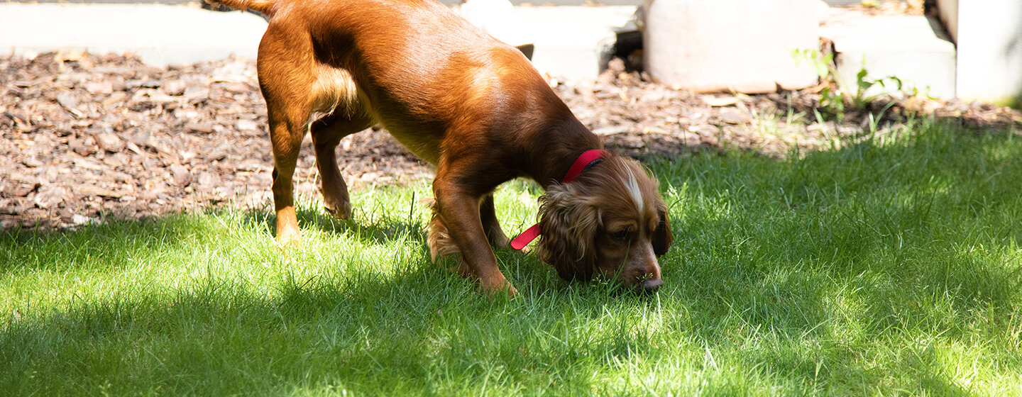 can dog poo blind a child