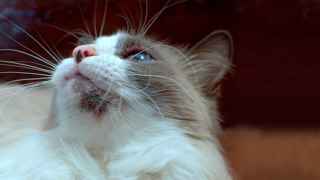 Close up of cat with cat acne on chin