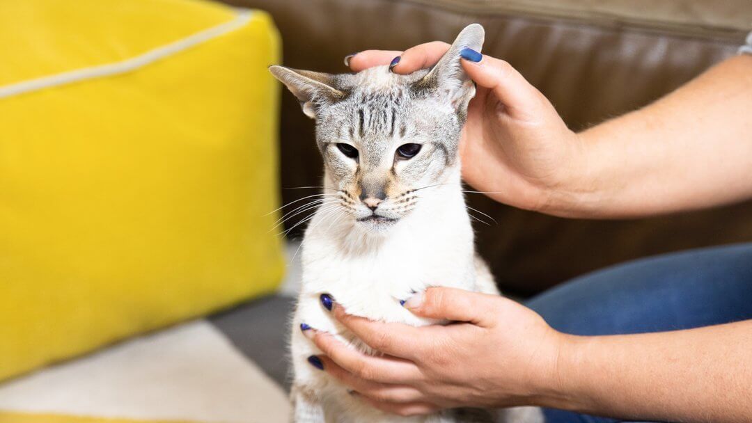 Hair Loss in Cats: 4 Reasons Your Cat Has Bald Spots | Purina