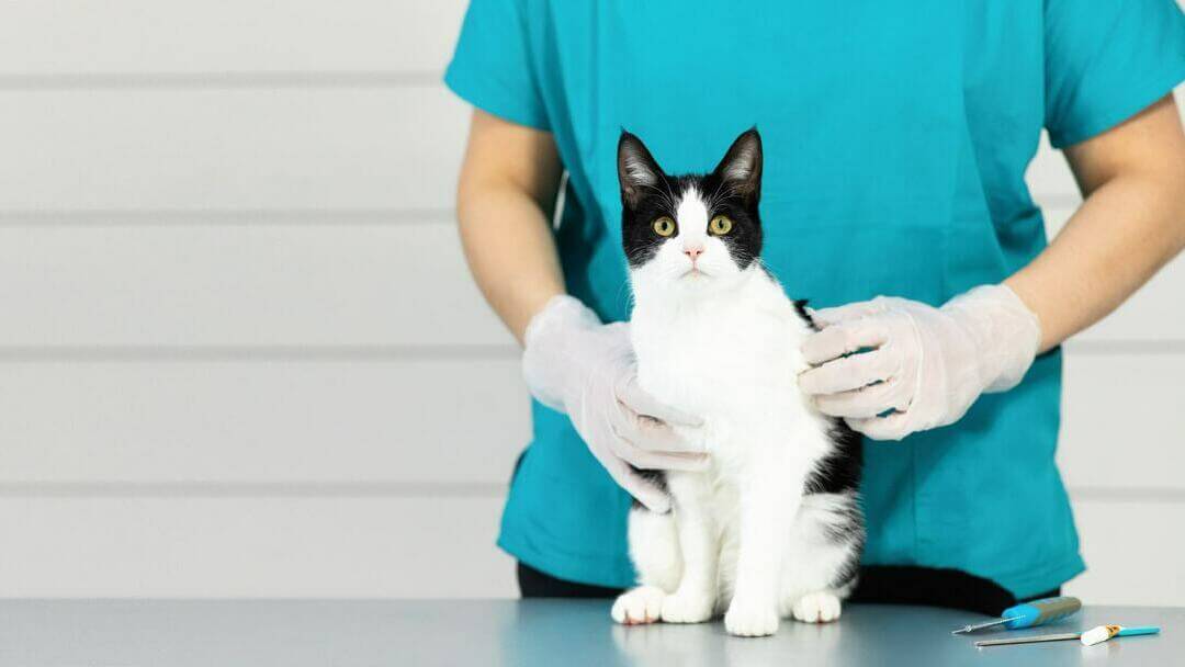 cat at the vet