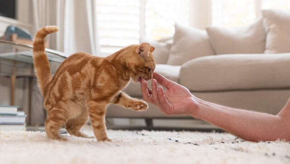 Ginger cat playing with owner