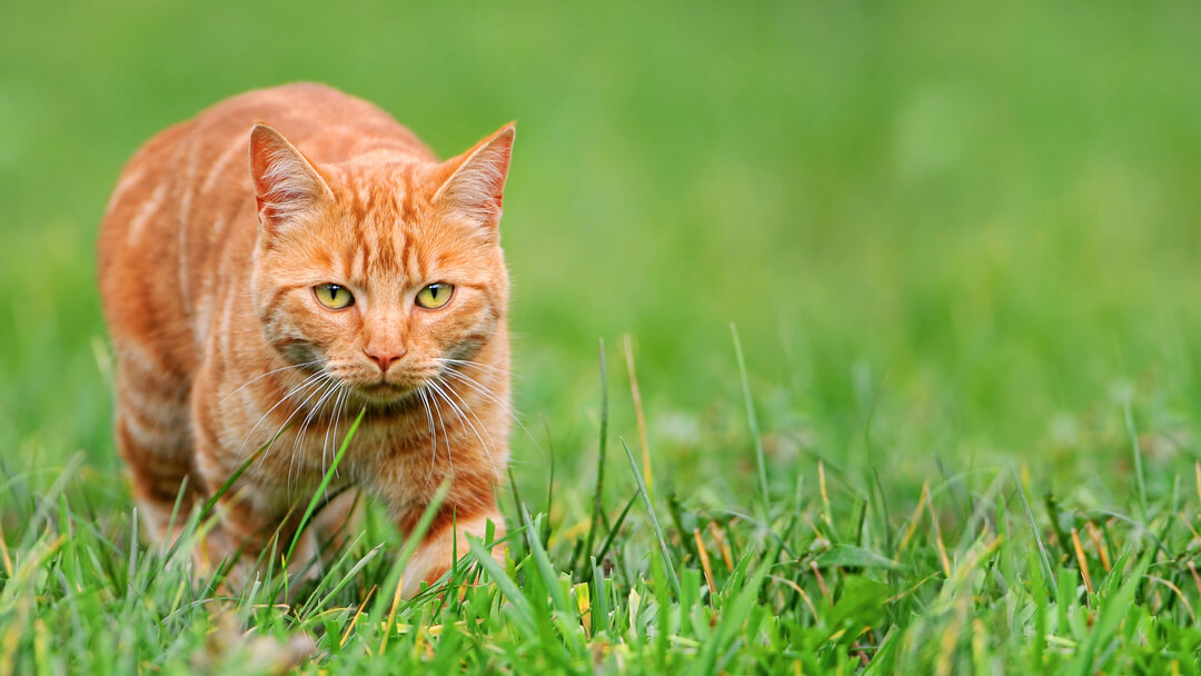 ginger cat in grass hunting