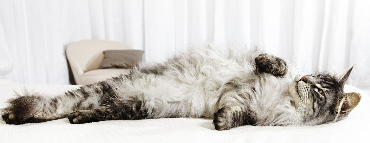 Cat Pregnancy Everything You Need To Know Purina