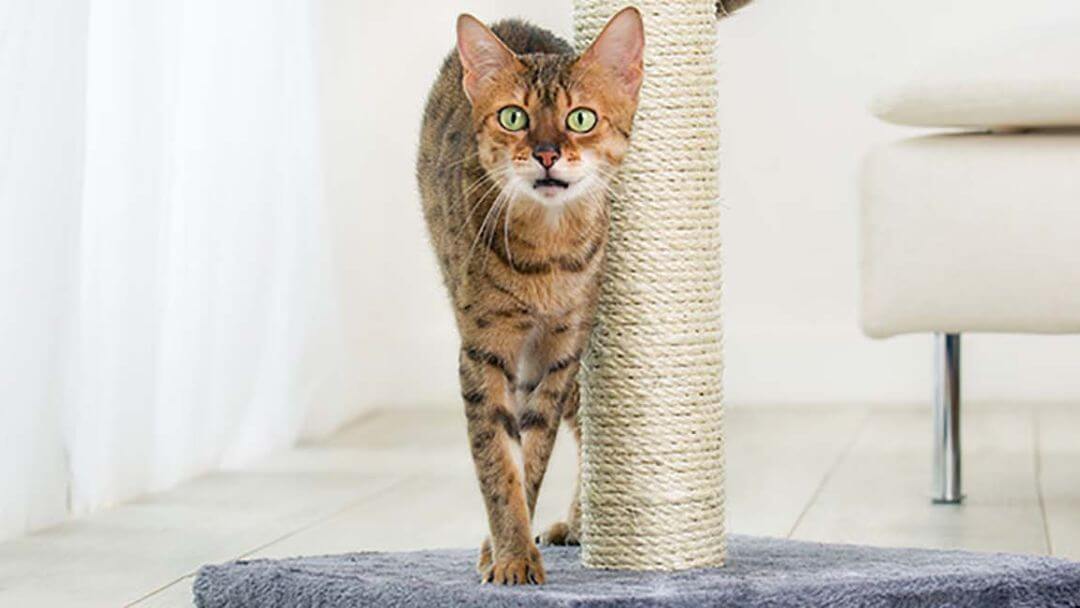 striped cat rubbing against scratching pole