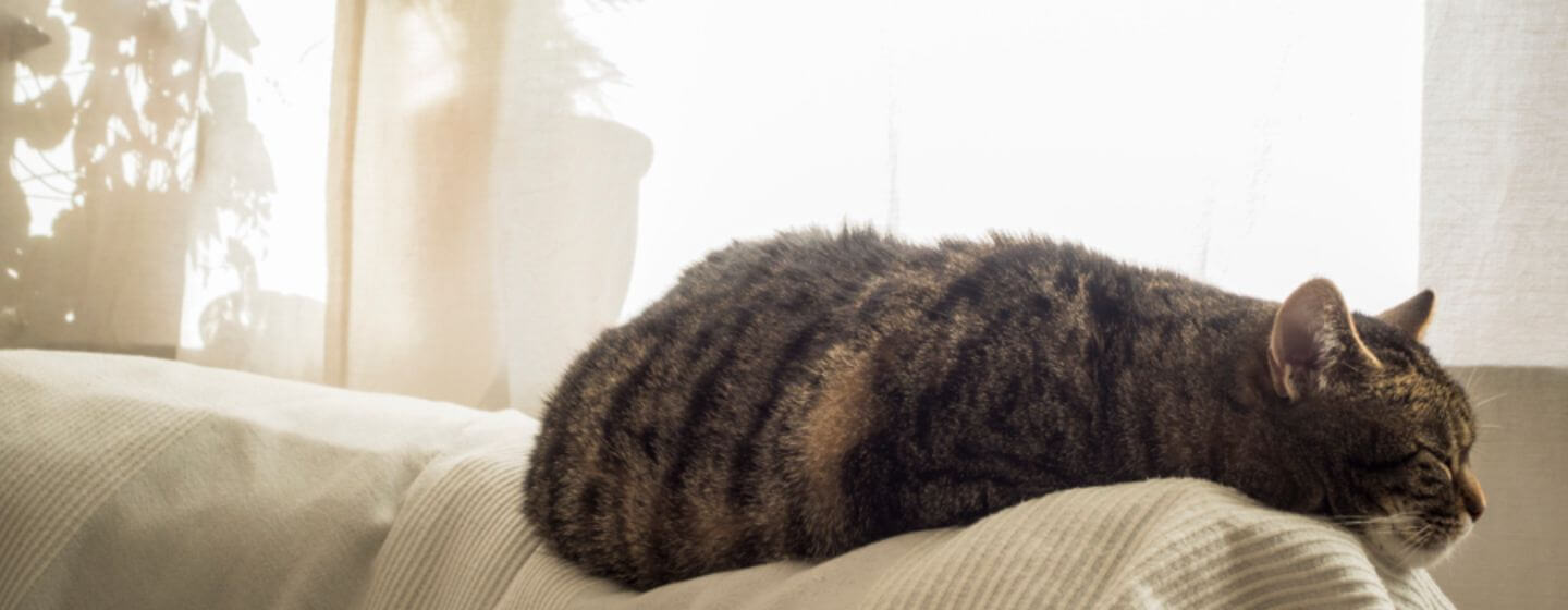 Cat Seizures in Older Cats Symptoms & Treatment Purina