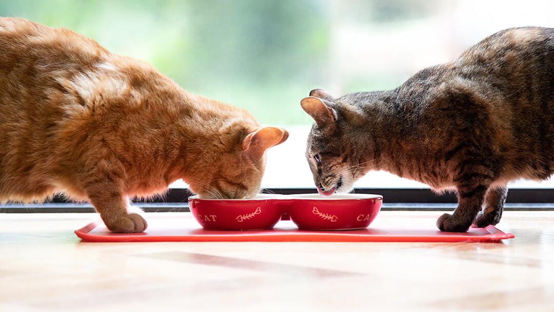 All You Need to Know About the Cat Digestive System Purina
