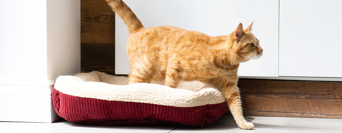 Ginger cat stepping out of cat bed