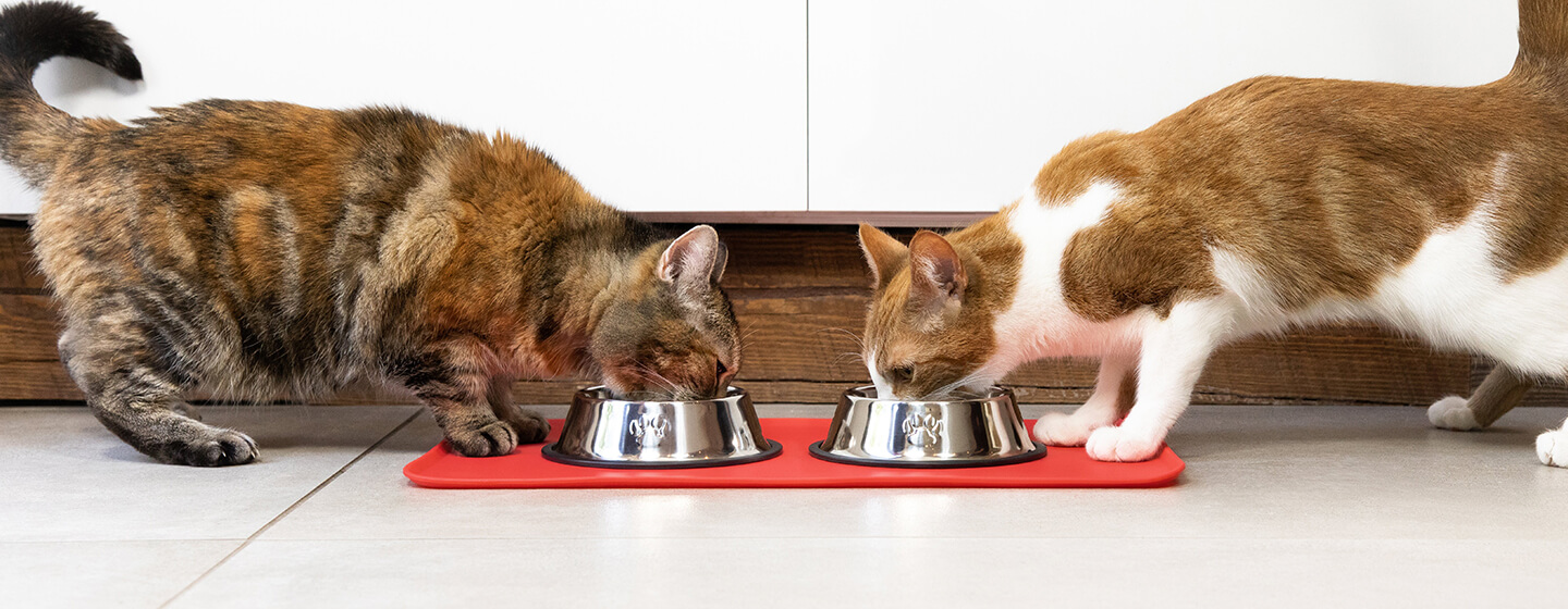 Two cats eating from a bowl