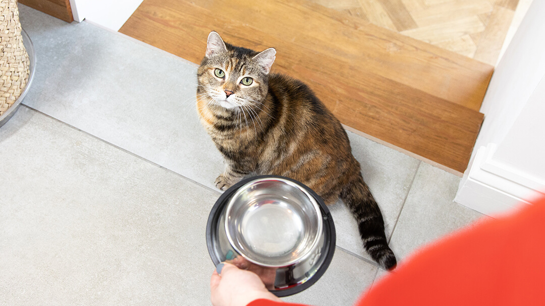 bland diet for cats after surgery Mason Dubose