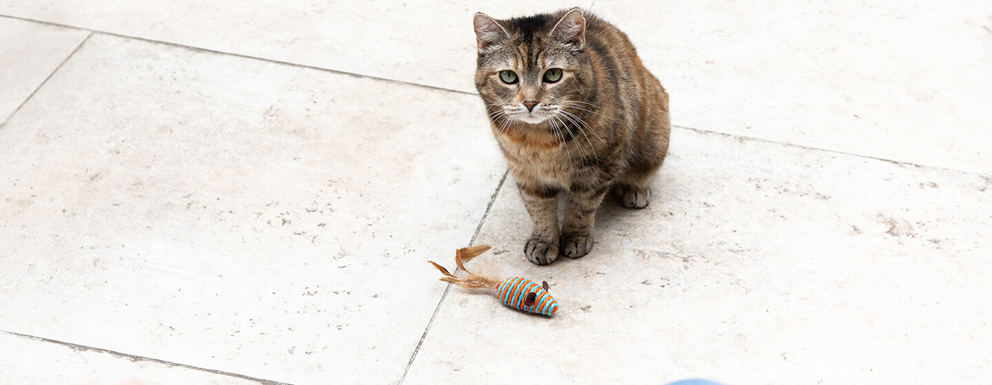 Cat sitting with toy