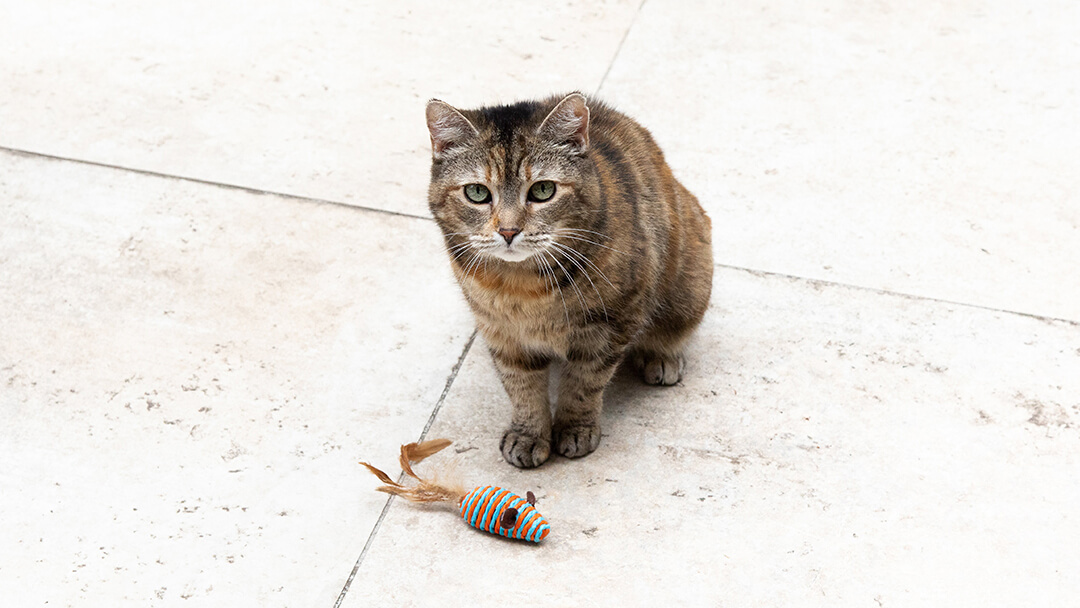 Cat sitting with toy