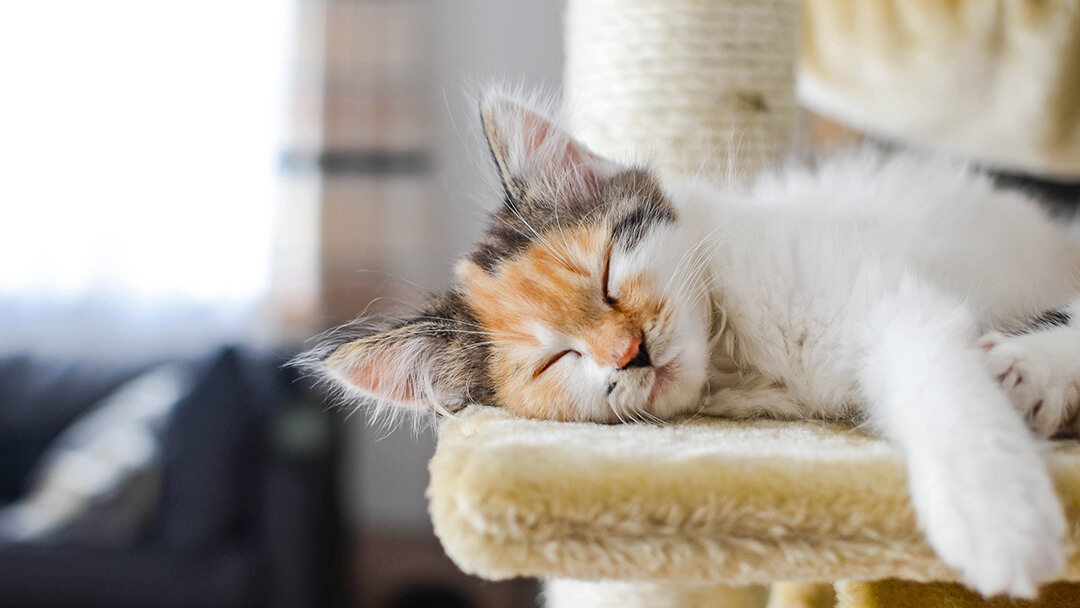 Cat sleeping