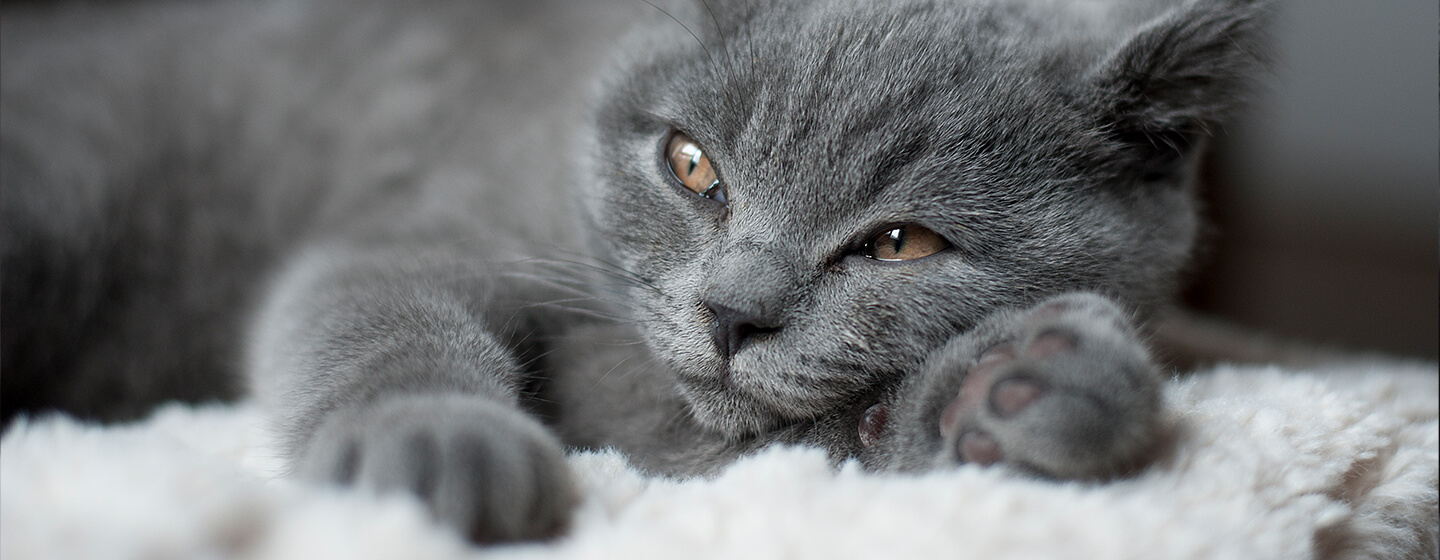 Grey cat laying down