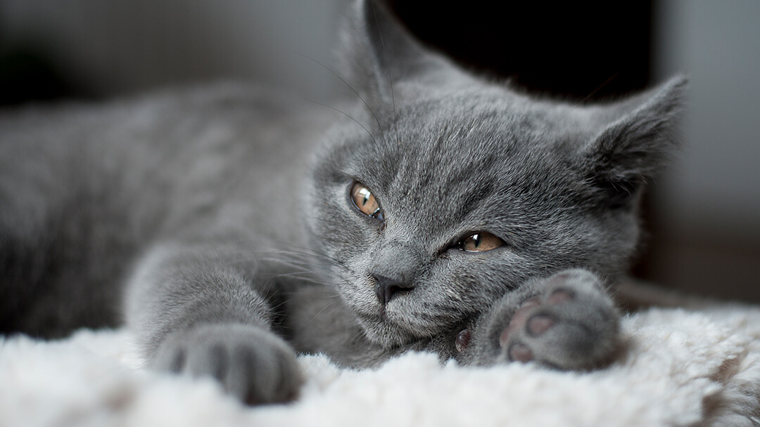 10 Great Grey Cat Names to Get You Inspired | Purina