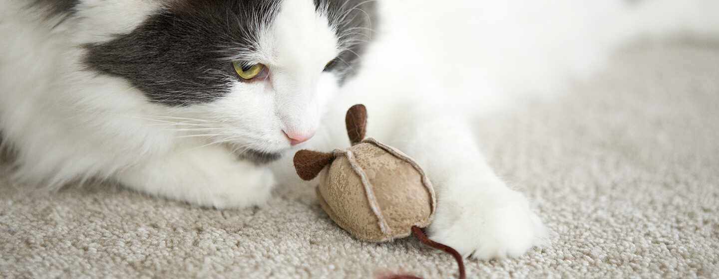 Can a Dog Get a Cat Pregnant? Debunking the Myth