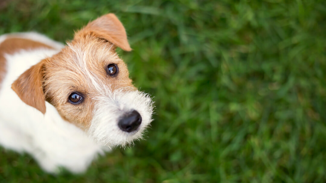 Parsons Russell Terrier on grass looking up