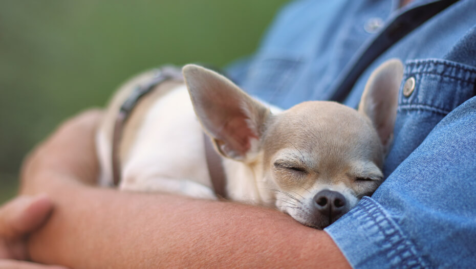 Chihuahua Smooth Coat Dog Breed Information Purina Chihuahua Smooth Coat Dog Breed Information Purina